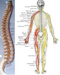 Spine and Pain Clinic
